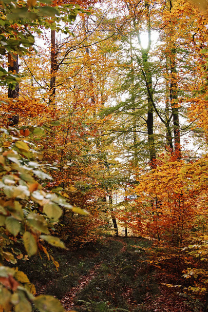 forest in autumn landscape - Fotoğraf, Görsel