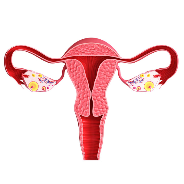 ovario femenino aislado en blanco
 - Foto, imagen