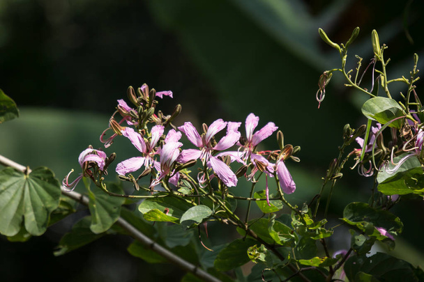 Kapatın Pembe çiçekleri veya Bauhinia çiçeklerini - Fotoğraf, Görsel