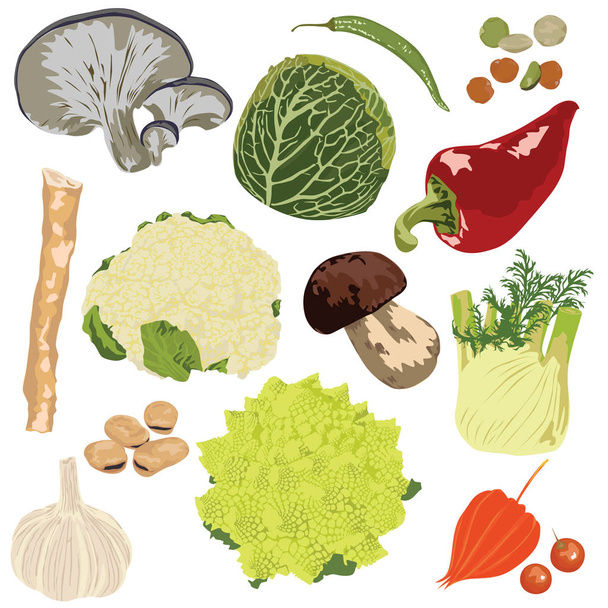 Conjunto de verduras sobre fondo blanco - Vector, Imagen