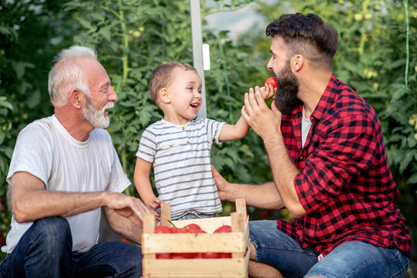 Nonno, figlio e nipote che lavorano in serra, raccogliendo pomodori. Provano i pomodori.
. - Foto, immagini