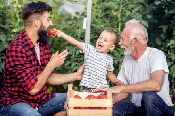 Großvater, Sohn und Enkel arbeiten im Gewächshaus und pflücken Tomaten. Sie probieren Tomaten. - Foto, Bild