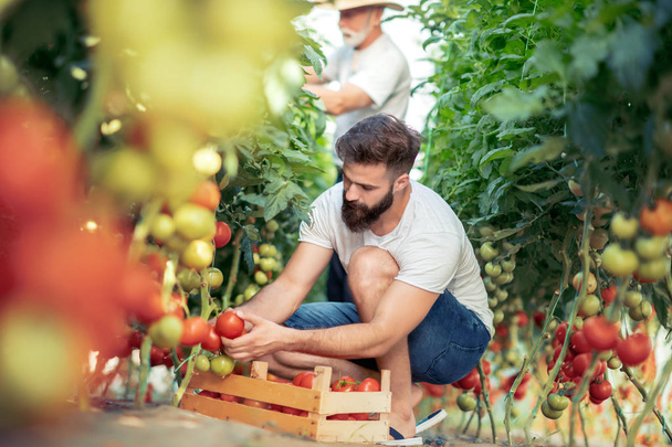 Baba ve oğul seradaki domates hasadını kontrol ediyor. İnsanlar, tarım, bahçıvanlık ve tarım kavramları.. - Fotoğraf, Görsel