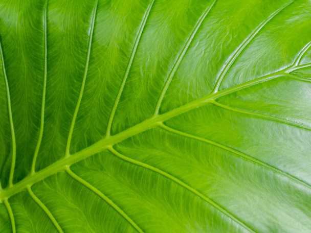Close-up tropical nature green caladium leaf texture background. - Photo, Image