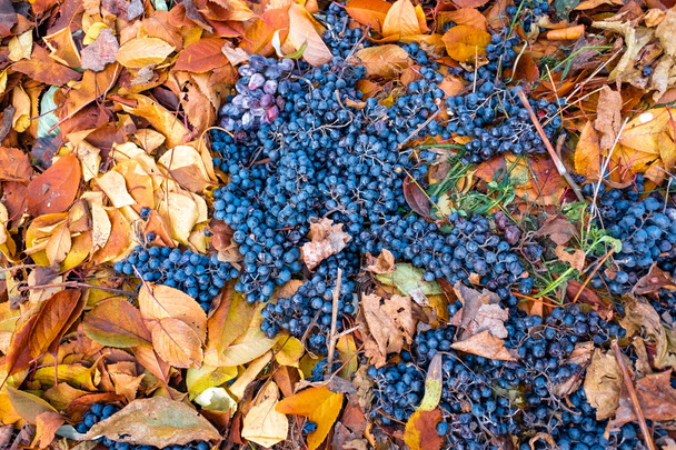 belle uve blu e foglie di autunno giallo
 - Foto, immagini