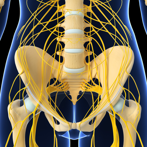 Illustrazione artistica 3d del sistema nervoso
 - Foto, immagini