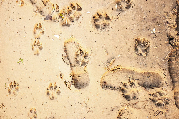footprints of a dog on sand, close up view - Fotó, kép