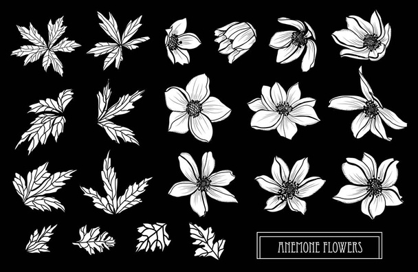 Decorative anemone flowers set, design elements. Can be used for cards, invitations, banners, posters, print design. Floral background in line art style - Vektor, Bild