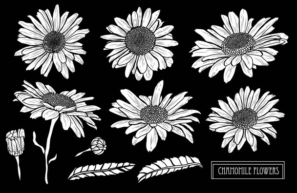 Decorative chamomile flowers set, design elements. Can be used for cards, invitations, banners, posters, print design. Floral background in line art style - Вектор, зображення