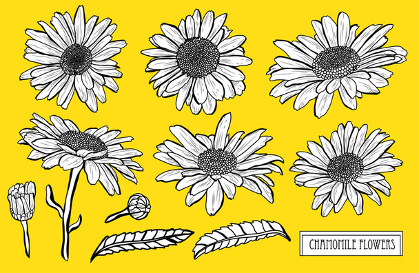 Decorative chamomile flowers set, design elements. Can be used for cards, invitations, banners, posters, print design. Floral background in line art style - Вектор,изображение
