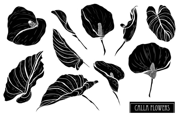 Decorative calla  flowers set, design elements. Can be used for cards, invitations, banners, posters, print design. Floral background in line art style - Vector, Imagen