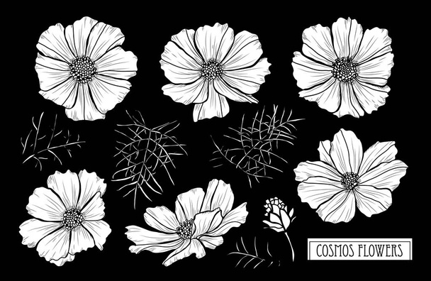 Decorative cosmos flowers set, design elements. Can be used for cards, invitations, banners, posters, print design. Floral background in line art style - Вектор,изображение