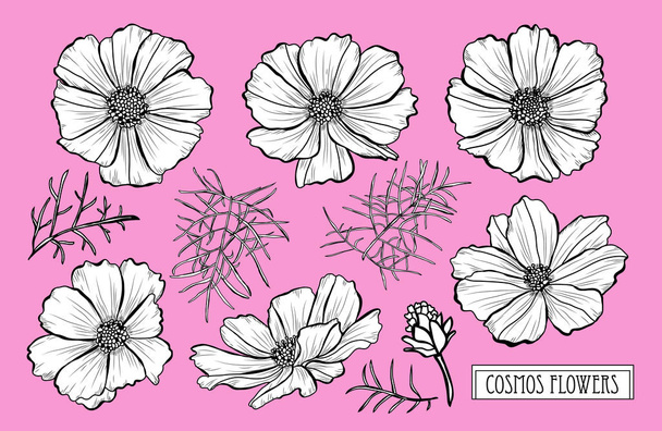 Decorative cosmos flowers set, design elements. Can be used for cards, invitations, banners, posters, print design. Floral background in line art style - Vector, Imagen