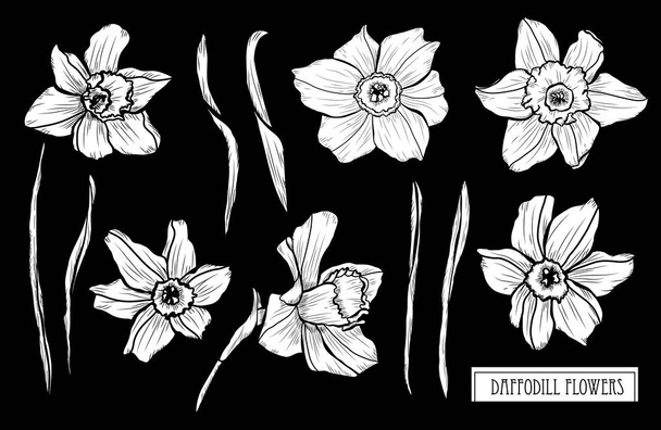 Decorative daffodil flowers set, design elements. Can be used for cards, invitations, banners, posters, print design. Floral background in line art style - Vektör, Görsel