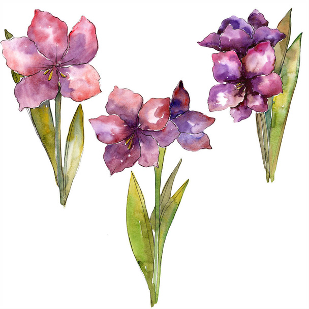 Λουλούδι μωβ amaryllis. Απομονωμένη amaryllis εικονογράφηση στοιχείο. Ακουαρέλα φόντο εικόνα σετ. - Φωτογραφία, εικόνα