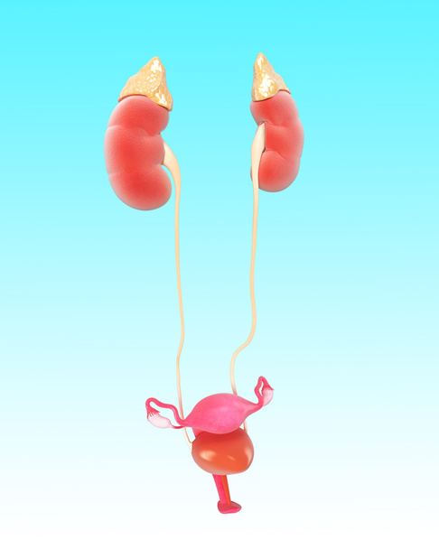 Anatomia do sistema renal feminino
 - Foto, Imagem