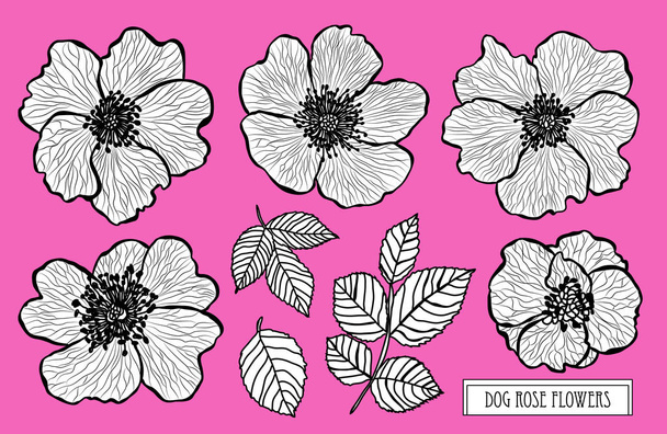 Decorative dog rose flowers set, design elements. Can be used for cards, invitations, banners, posters, print design. Floral background in line art style - ベクター画像
