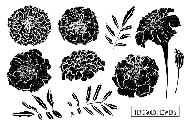 Decorative marigold flowers set, design elements. Can be used for cards, invitations, banners, posters, print design. Floral background in line art style - Вектор, зображення