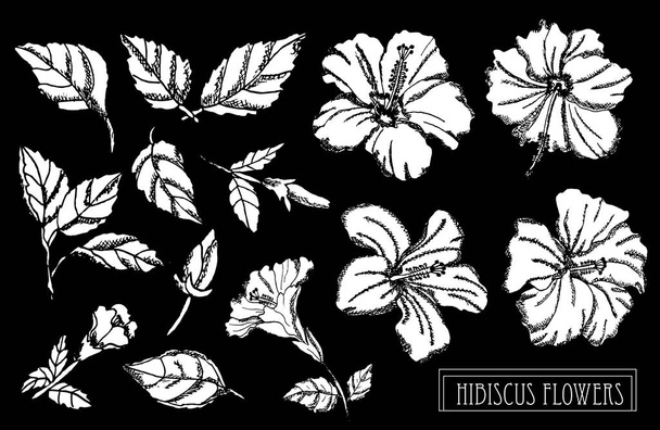 Decorative hibiscus flowers set, design elements. Can be used for cards, invitations, banners, posters, print design. Floral background in line art style - Vector, imagen