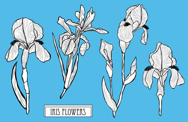 Dekoratív iris virágok, a design elemeket. Használható kártyák, meghívókat, bannerek, poszterek, nyomtassa ki a design. Virágos háttér-line art stílusban - Vektor, kép