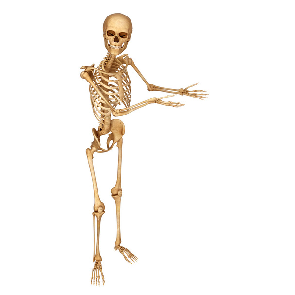 skeleton pointing towards blank - Photo, Image