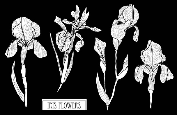 Decorative iris flowers set, design elements. Can be used for cards, invitations, banners, posters, print design. Floral background in line art style - Vettoriali, immagini