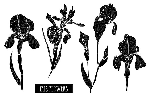 Decorative iris flowers set, design elements. Can be used for cards, invitations, banners, posters, print design. Floral background in line art style - Vector, imagen
