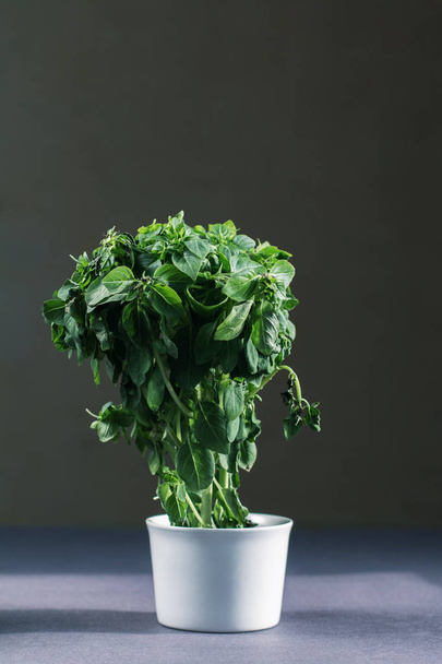 basilic vert en gros plan dans une cuisine
 - Photo, image