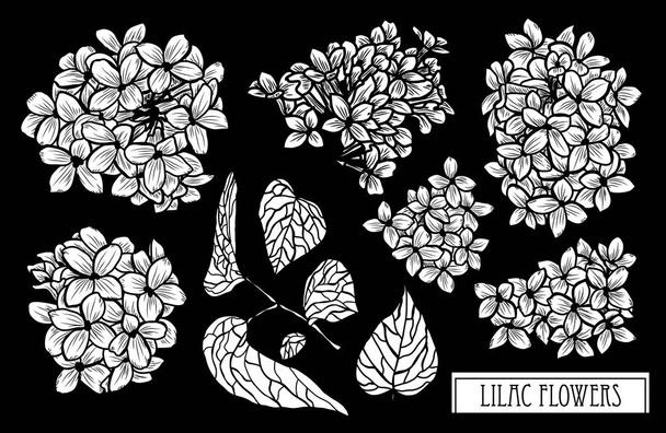 Decorative lilac flowers set, design elements. Can be used for cards, invitations, banners, posters, print design. Floral background in line art style - Vector, imagen