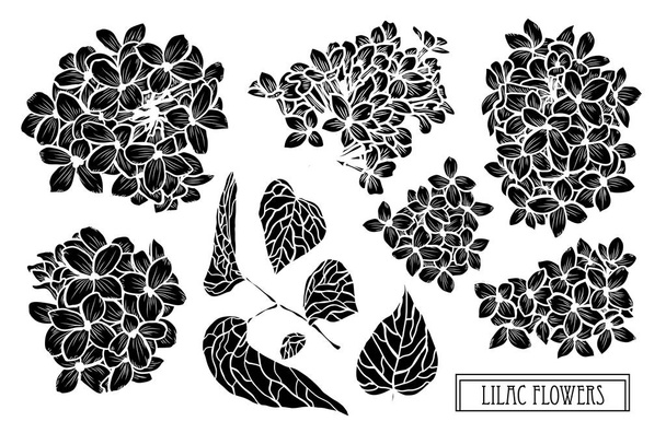 Decorative lilac flowers set, design elements. Can be used for cards, invitations, banners, posters, print design. Floral background in line art style - Vector, imagen
