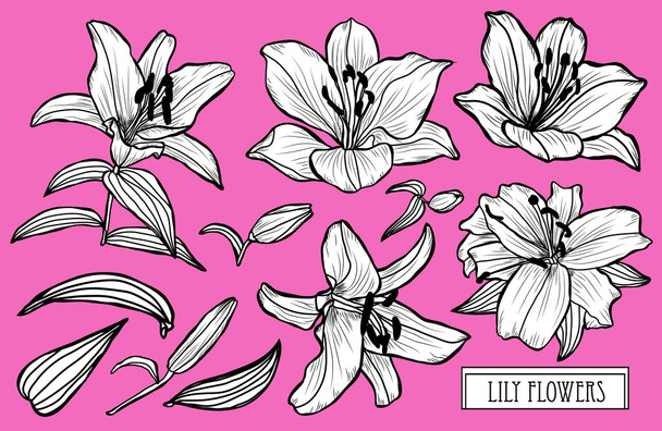 Decorative lily flowers set, design elements. Can be used for cards, invitations, banners, posters, print design. Floral background in line art style - Vector, imagen