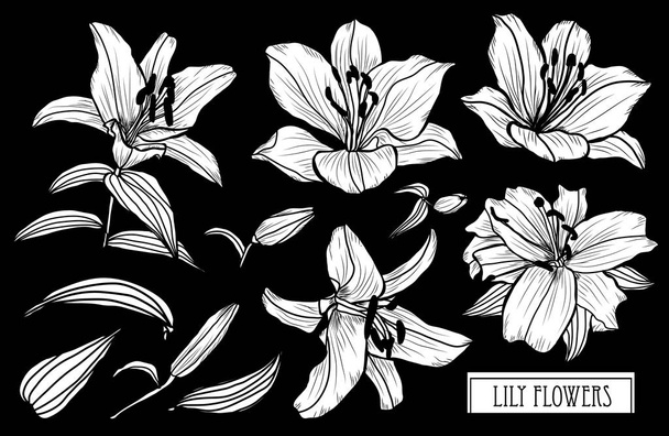 Decorative lily flowers set, design elements. Can be used for cards, invitations, banners, posters, print design. Floral background in line art style - Vector, Imagen