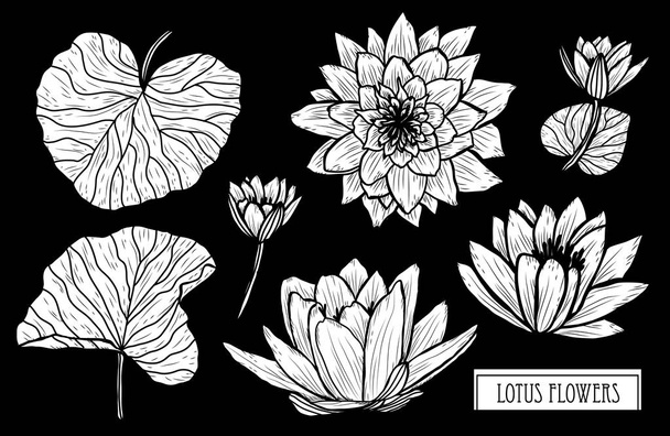 Decorative lotus flowers set, design elements. Can be used for cards, invitations, banners, posters, print design. Floral background in line art style - Вектор, зображення