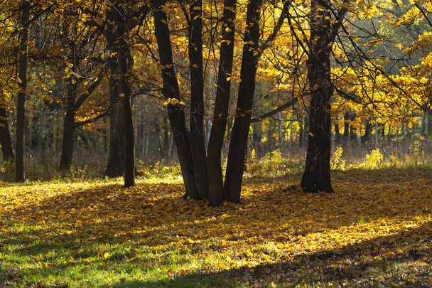 Sarı ağaç ve güneş güzel sonbahar manzara. Renkli yeşillik parkta. Doğal arka plan - Fotoğraf, Görsel