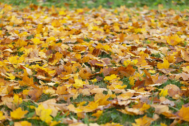 Beau paysage d'automne avec des arbres jaunes et le soleil. Feuillage coloré dans le parc. Contexte naturel
 - Photo, image