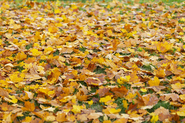 Красивый осенний пейзаж с желтыми деревьями и солнцем. Красочная листва в парке. Естественный фон
 - Фото, изображение