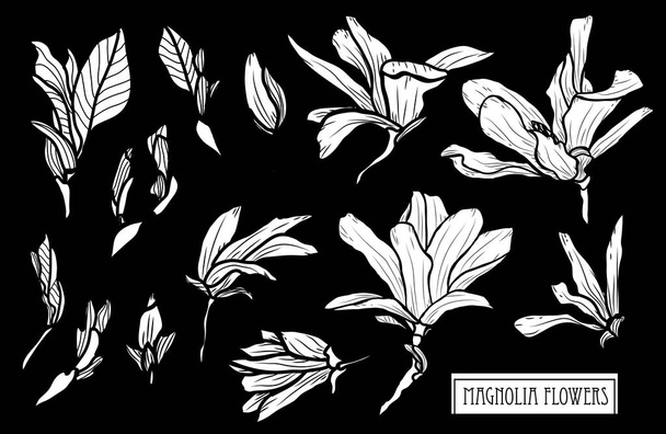Decorative magnolia flowers set, design elements. Can be used for cards, invitations, banners, posters, print design. Floral background in line art style - Vector, Image