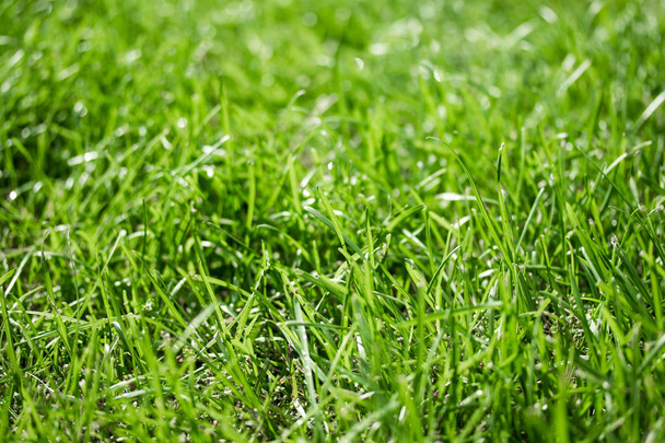 green grass with a bokeh blurred background - Fotografie, Obrázek