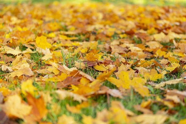 Красивый осенний пейзаж с желтыми деревьями и солнцем. Красочная листва в парке. Естественный фон
 - Фото, изображение