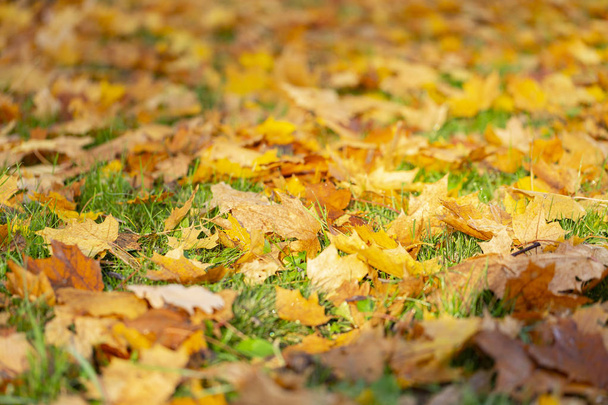 wunderschöne Herbstlandschaft mit gelben Bäumen und Sonne. Buntes Laub im Park. Natürlicher Hintergrund - Foto, Bild