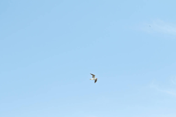 birds gulls blue sky and white clouds day - 写真・画像