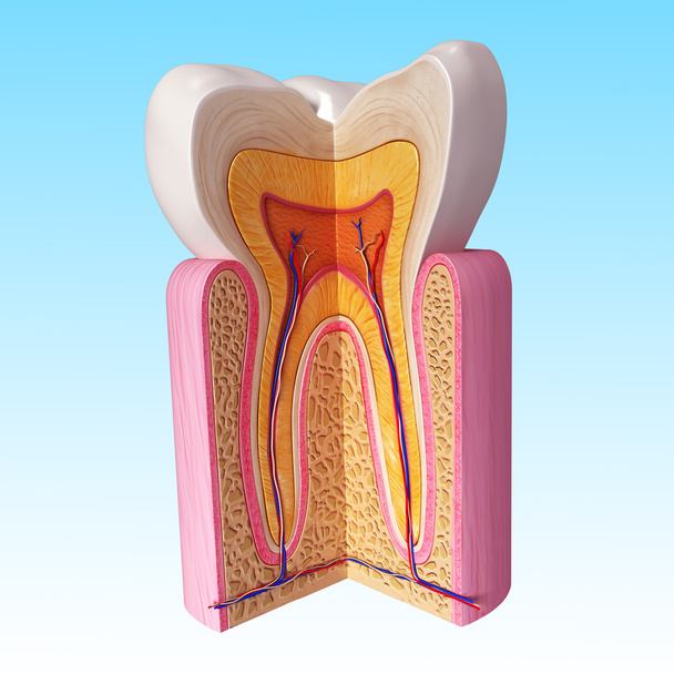 3D Illustration of of teeth anatomy - Photo, Image