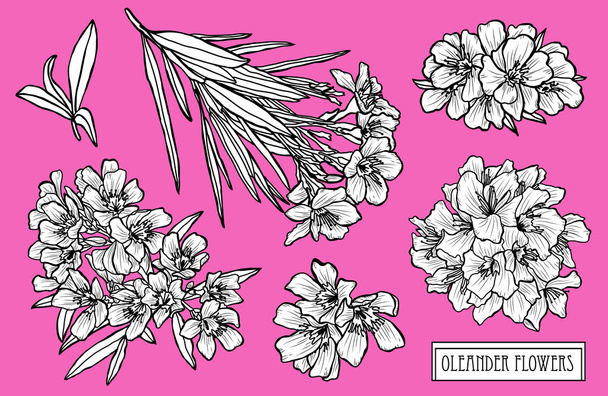 Decorative oleander  flowers set, design elements. Can be used for cards, invitations, banners, posters, print design. Floral background in line art style - Vector, Image