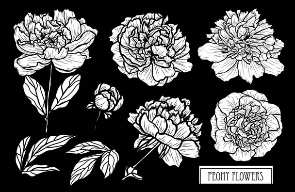 Decorative peony flowers set, design elements. Can be used for cards, invitations, banners, posters, print design. Floral background in line art style - Вектор, зображення