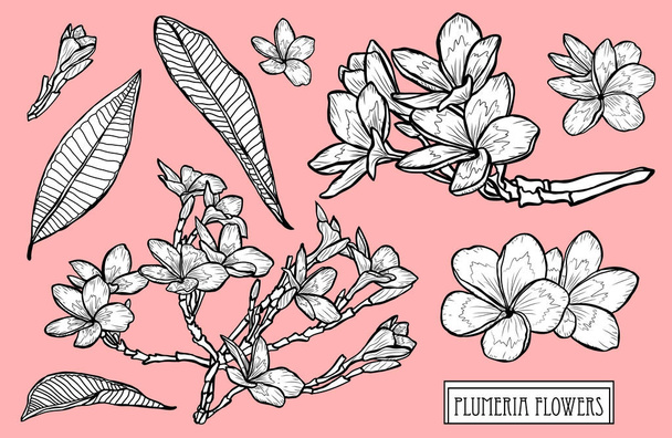 Decorative plumeria flowers set, design elements. Can be used for cards, invitations, banners, posters, print design. Floral background in line art style - Vector, Image