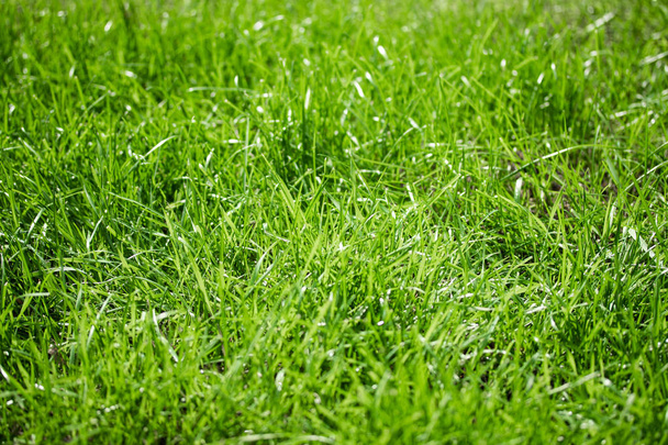 green grass with a bokeh blurred background - Foto, Imagen