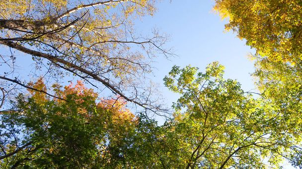 ağaç görünümünü aşağıdan gökyüzüne sonbahar manzara bırakır - Fotoğraf, Görsel