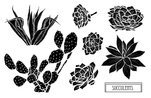 Decorative  succulents set, design elements. Can be used for cards, invitations, banners, posters, print design. Floral background in line art style - Vector, Imagen