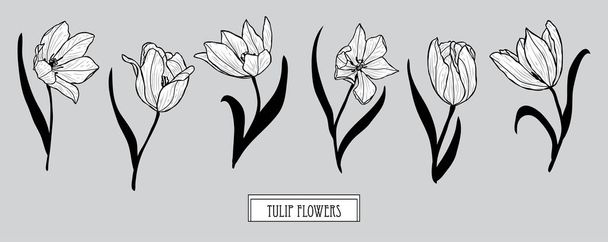 Decorative  tulip flowers set, design elements. Can be used for cards, invitations, banners, posters, print design. Floral background in line art style - Vector, Imagen