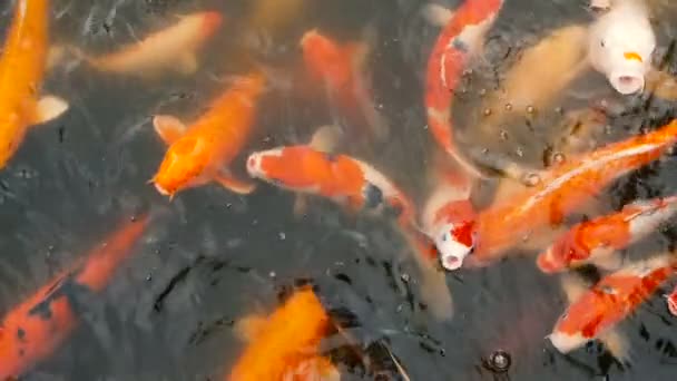 Vibrante colorido japonés Koi Carpa peces nadando en el estanque de jardín tradicional. Carpas chinas de lujo bajo la superficie del agua
. - Imágenes, Vídeo